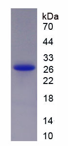 Figure 1. SDS-PAGE