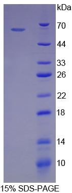 Figure 1. SDS-PAGE