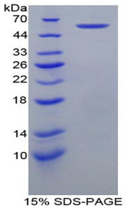 Figure 1. SDS-PAGE