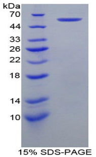 Figure 1. SDS-PAGE