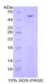 Figure 1. SDS-PAGE