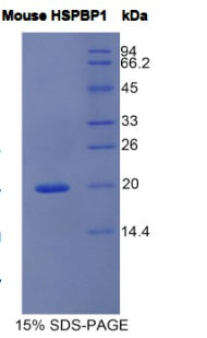 Figure 1. SDS-PAGE