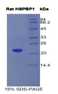 Figure 1. SDS-PAGE