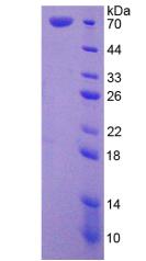Figure 2. SDS-PAGE