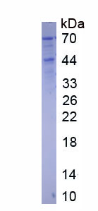 Figure 1. SDS-PAGE