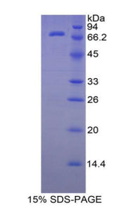 Figure 1. SDS-PAGE