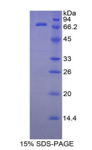 Figure 1. SDS-PAGE