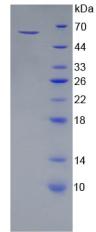 Figure 2. SDS-PAGE