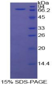 Figure 1. SDS-PAGE