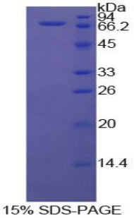 Figure 1. SDS-PAGE