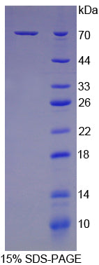 Figure 1. SDS-PAGE