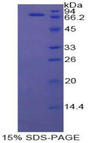 Figure 1. SDS-PAGE