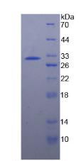 Figure 2. SDS-PAGE