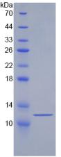 Figure 2. SDS-PAGE