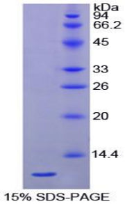 Figure 1. SDS-PAGE