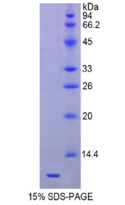 Figure 1. SDS-PAGE