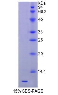 Figure 1. SDS-PAGE