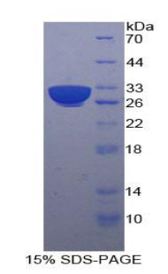 Figure 1. SDS-PAGE