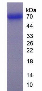 Figure 3. SDS-PAGE