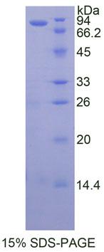 Figure 1. SDS-PAGE