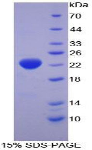 Figure 1. SDS-PAGE