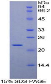 Figure 1. SDS-PAGE