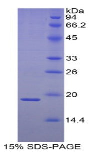 Figure 1. SDS-PAGE
