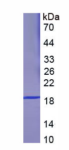 Figure 1. SDS-PAGE