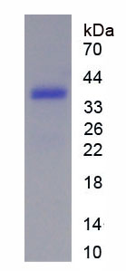 Figure 1. SDS-PAGE
