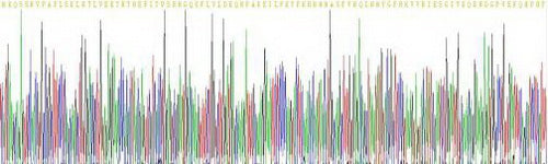 Recombinant Rat Heat Shock Transcription Factor 2 (HSF2)