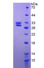 Figure 3. SDS-PAGE