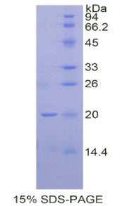 Figure 1. SDS-PAGE