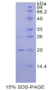 Figure 1. SDS-PAGE