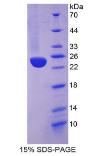 Figure 1. SDS-PAGE