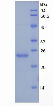 Figure 1. SDS-PAGE