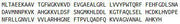 Recombinant Hemoglobin Beta (HBb), RPU41853