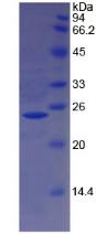 Figure 2. SDS-PAGE
