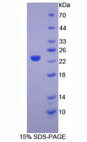 Figure 1. SDS-PAGE