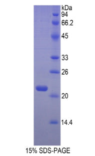 Figure 1. SDS-PAGE