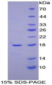 Figure 1. SDS-PAGE