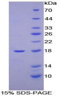 Figure 1. SDS-PAGE