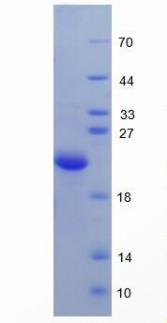 Figure 3. SDS-PAGE