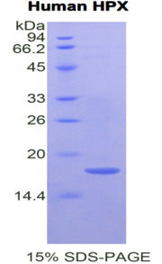 Figure 1. SDS-PAGE