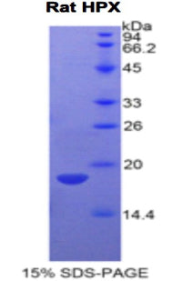 Figure 1. SDS-PAGE