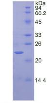 Figure 2. SDS-PAGE