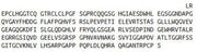 Recombinant Heparan Sulfate Proteoglycan 2 (HSPG2), RPU41865