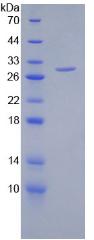 Figure 2. SDS-PAGE