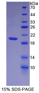 Figure 1. SDS-PAGE