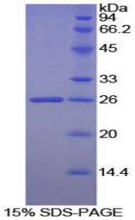 Figure 1. SDS-PAGE