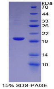 Figure 1. SDS-PAGE